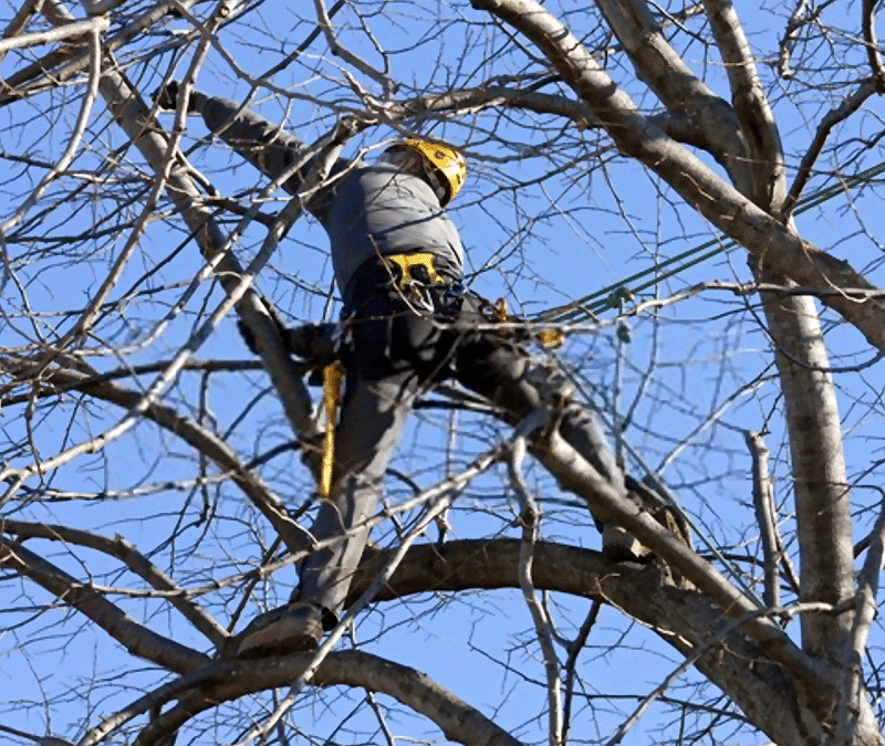 Tree Pruning