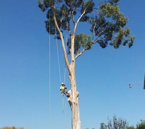 Tree Removal