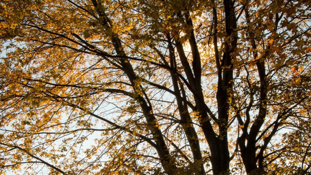 Navigating the Ins and Outs of Council Tree Permits: A Comprehensive Guide