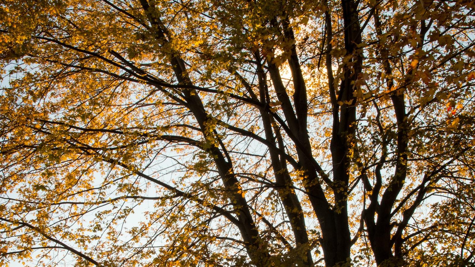 Navigating the Ins and Outs of Council Tree Permits: A Comprehensive Guide