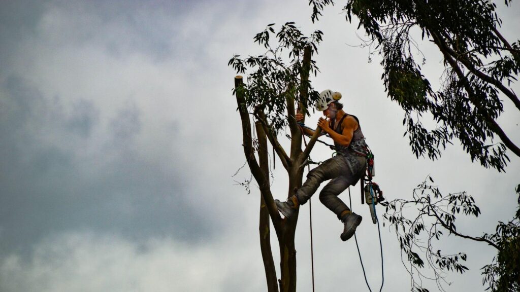 Arborist Reports
