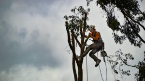 Arborist Reports