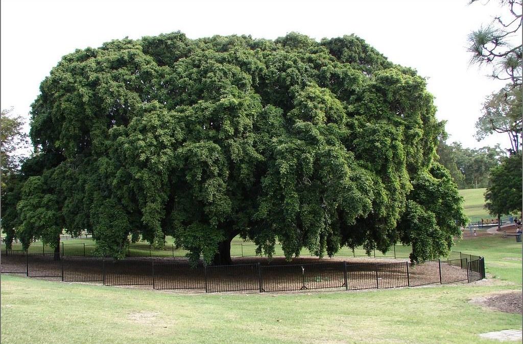 Tree Pruning