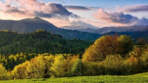 Tree Council Permits