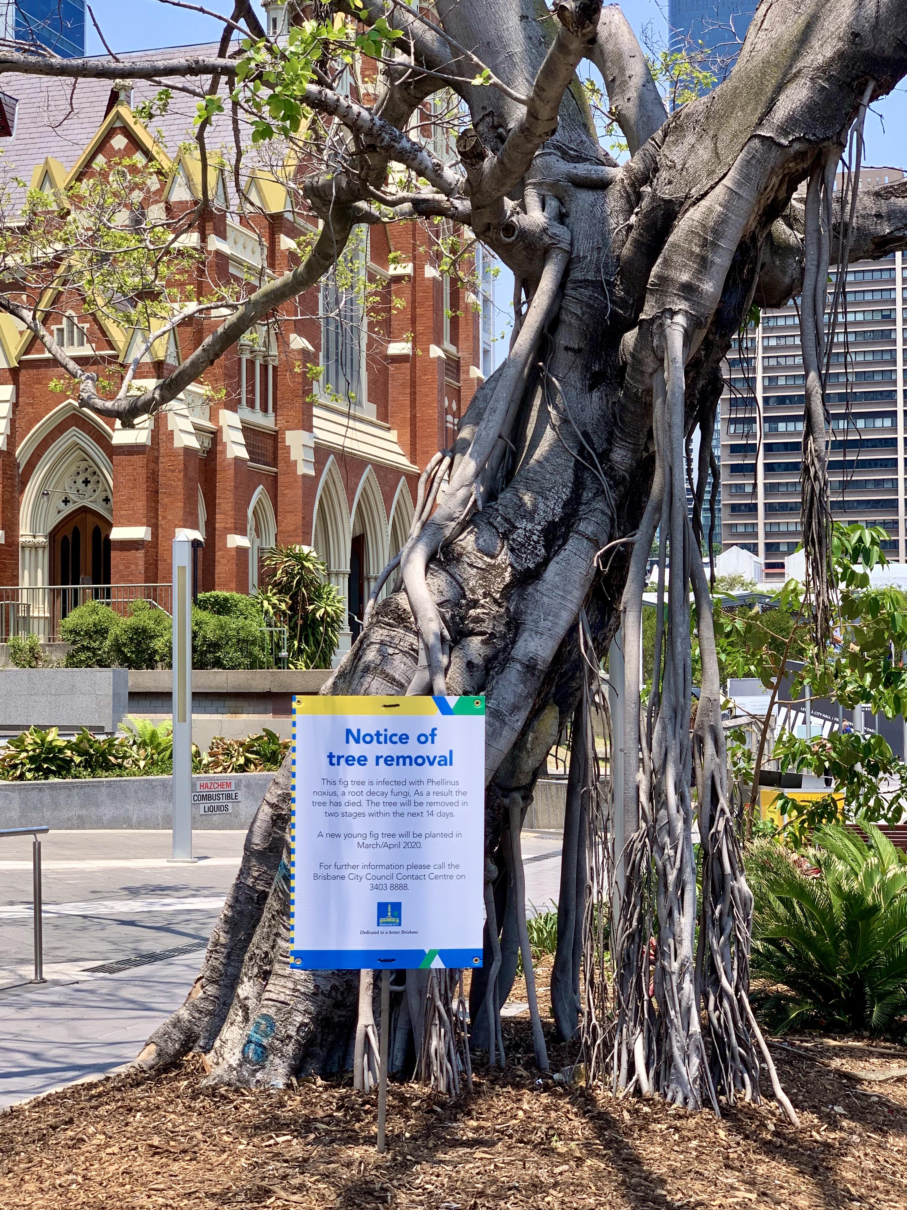 Understanding Council‍ Tree Permits and Their Purpose
