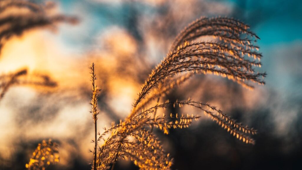 Seasonal Tips for Tree Pruning