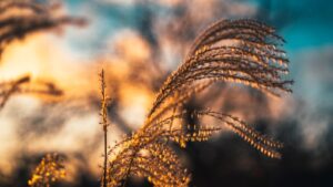 Seasonal Tips for Tree Pruning