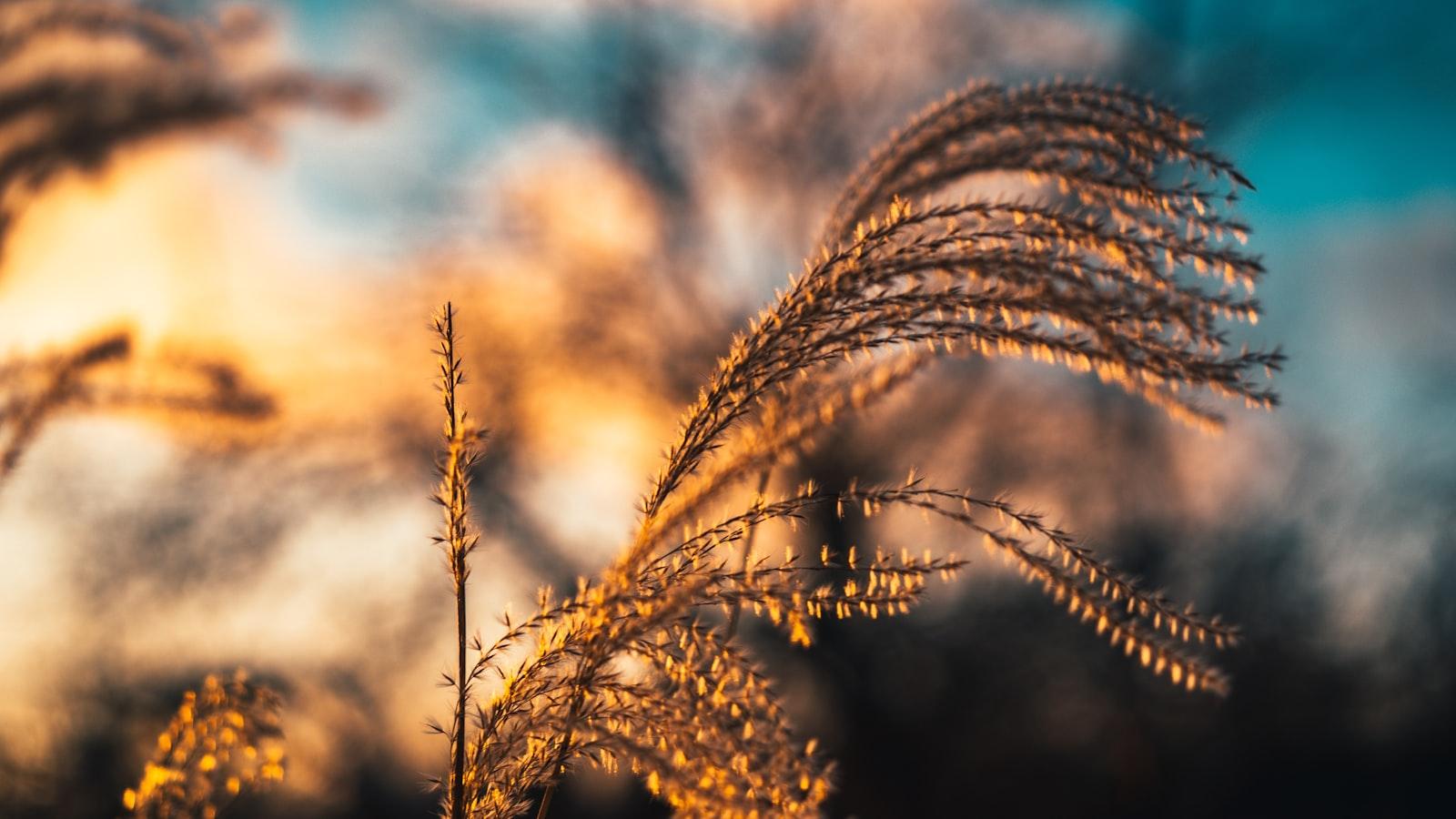 Seasonal Tips for Tree Pruning