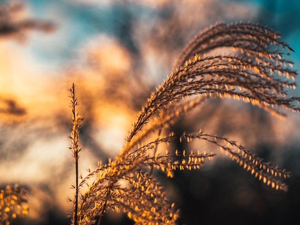 Seasonal Tips for Tree Pruning