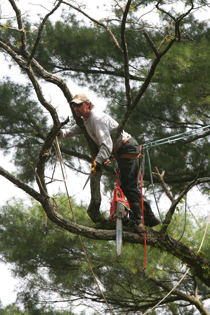 Arborist Reports: A Key Component in Tree Health Assessment
