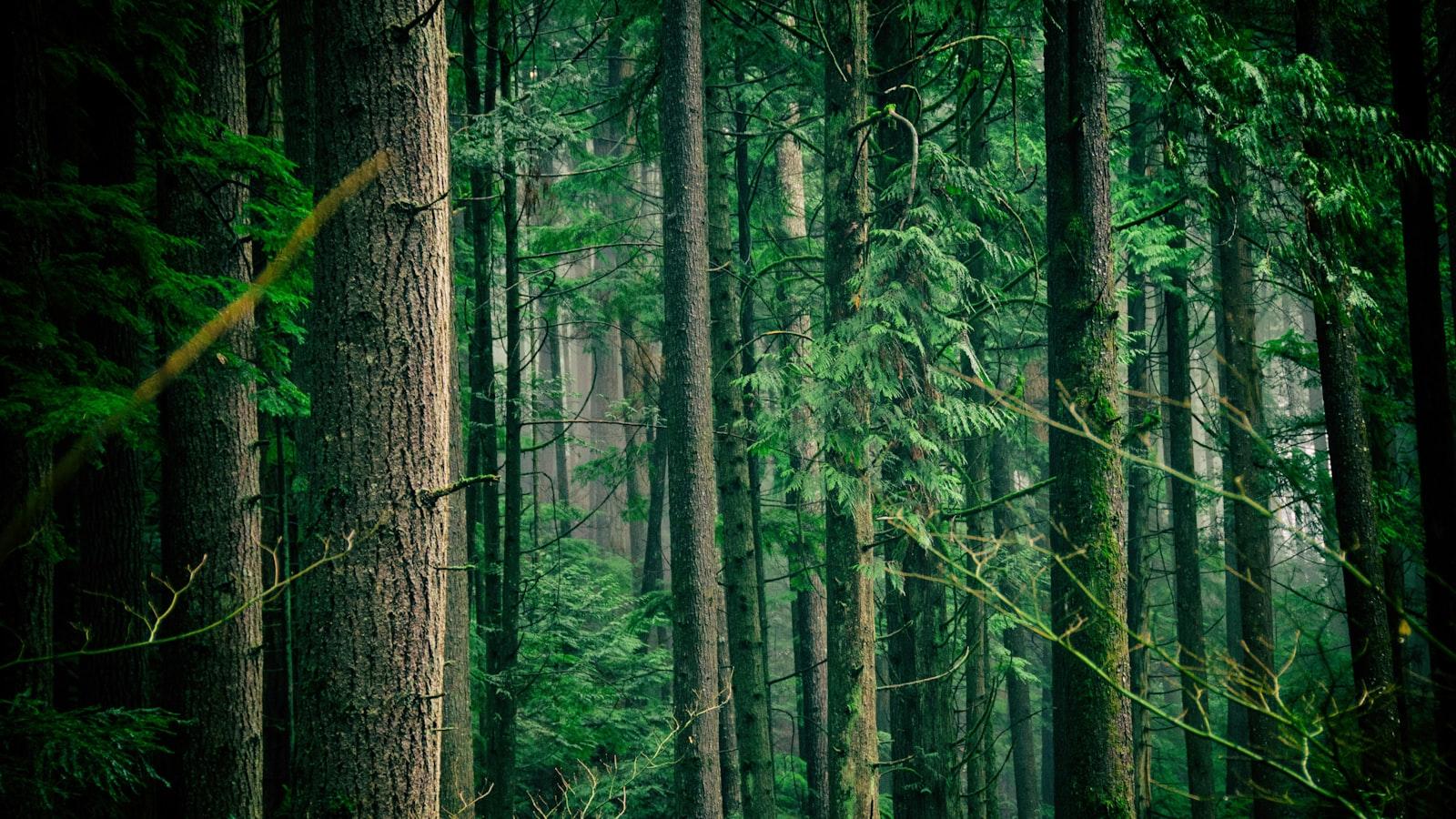 Tree Planting Ceremonies and Rituals
