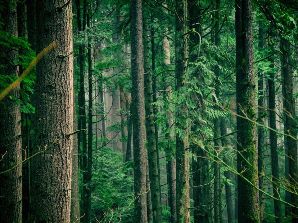 Tree Planting Ceremonies and Rituals