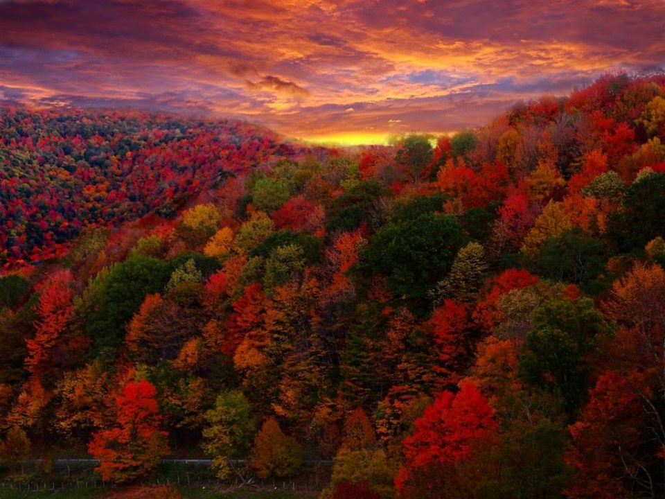 Fall Tree Maintenance
