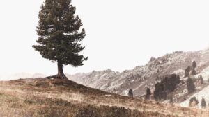 The Importance of Tree Preservation Laws