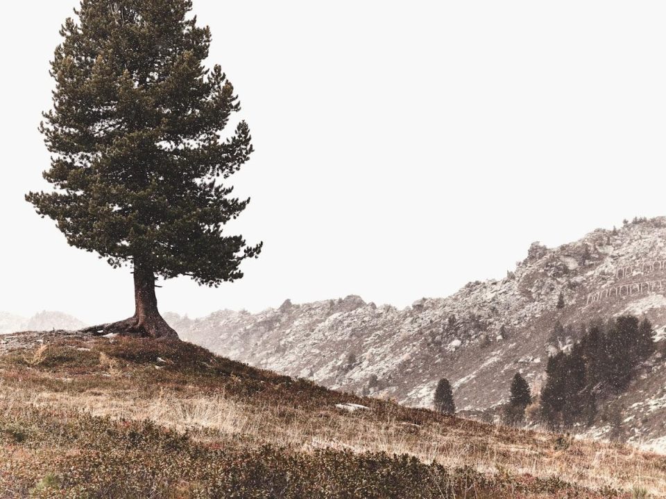 The Importance of Tree Preservation Laws