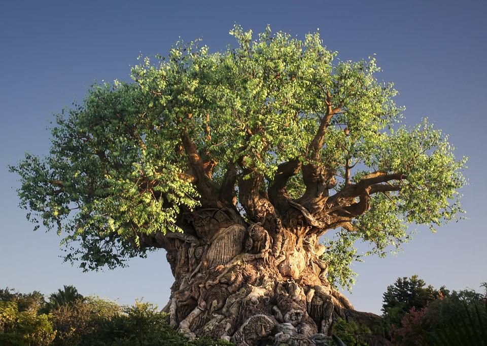 Trees and Their Role in Habitat Restoration