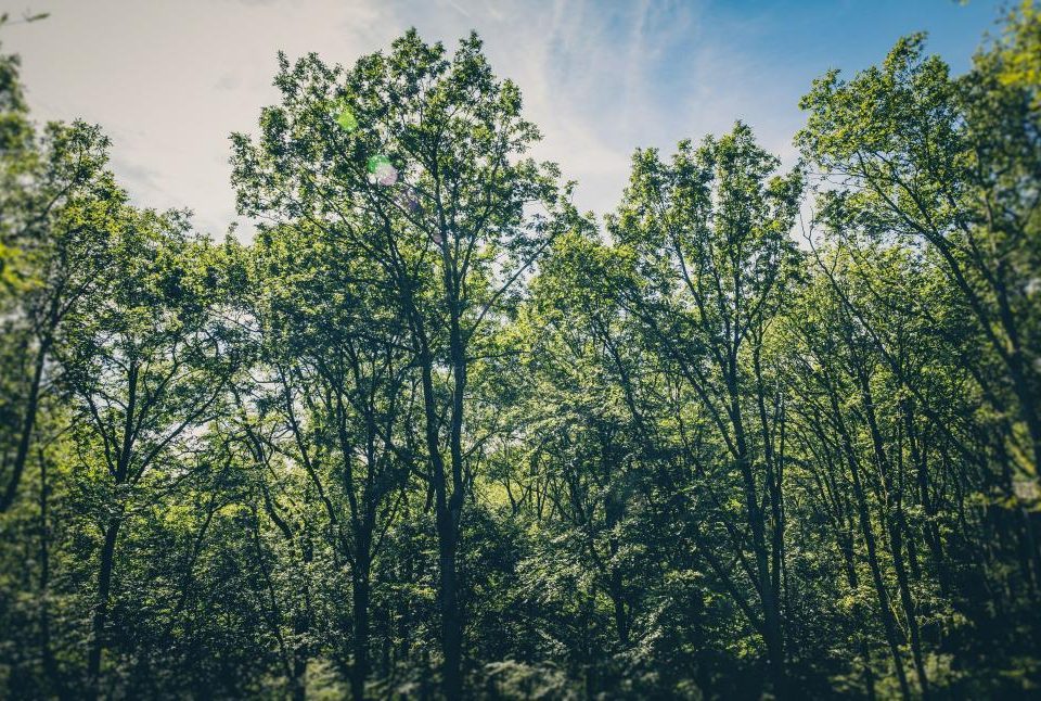The Impact of Trees on Mental Wellbeing