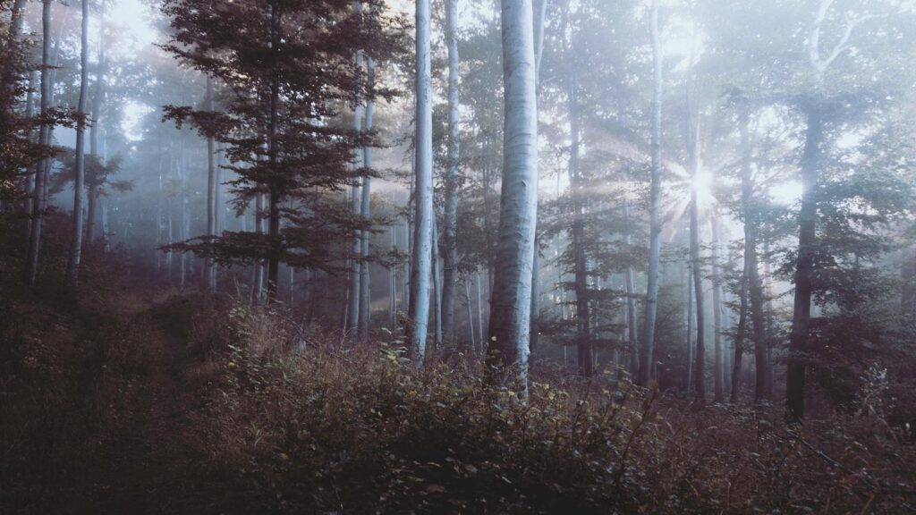 Trees and Carbon Sequestration