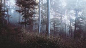 Trees and Carbon Sequestration