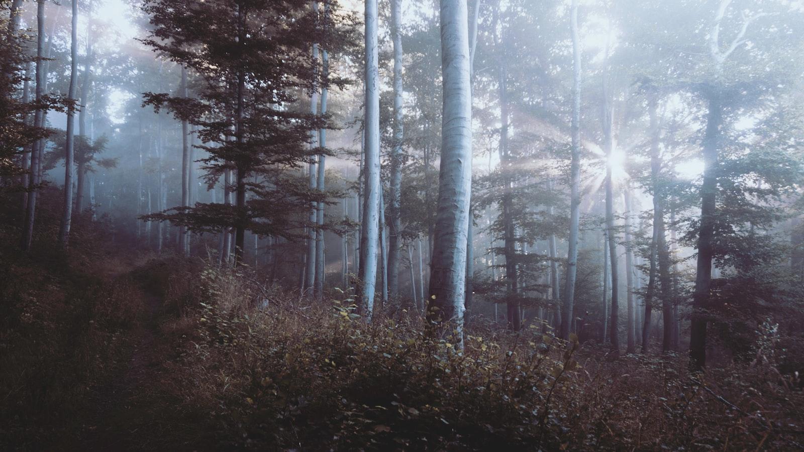 Trees and Carbon Sequestration