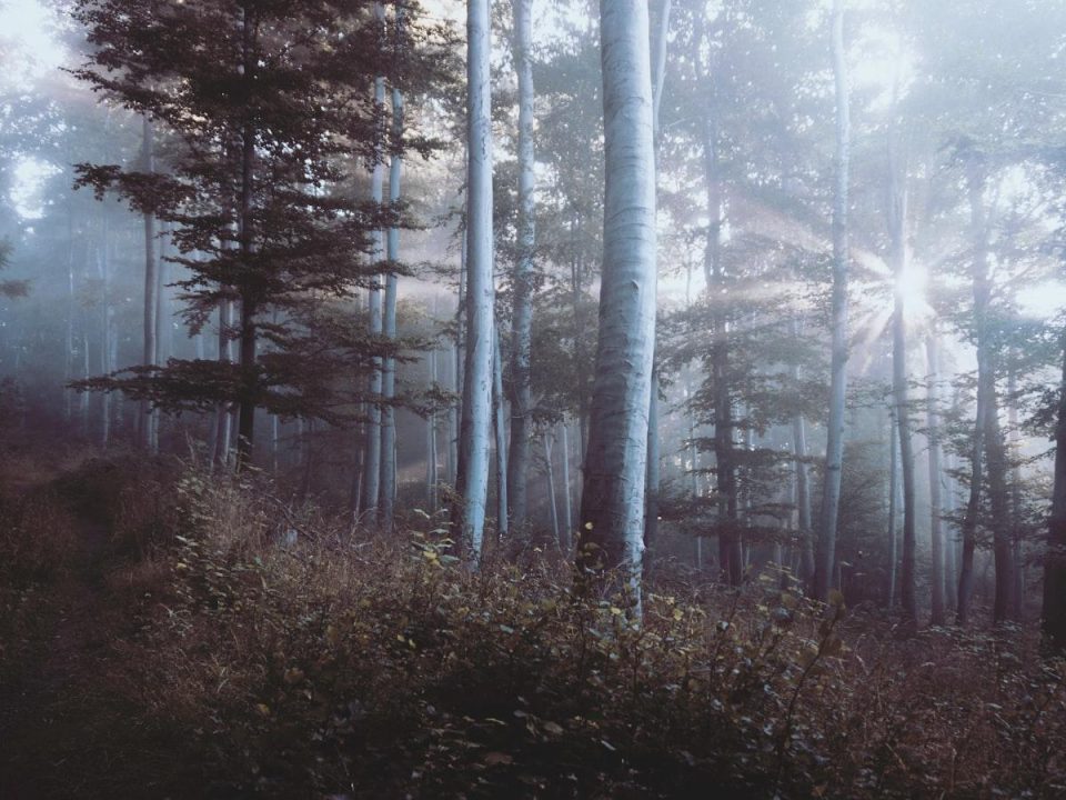 Trees and Carbon Sequestration