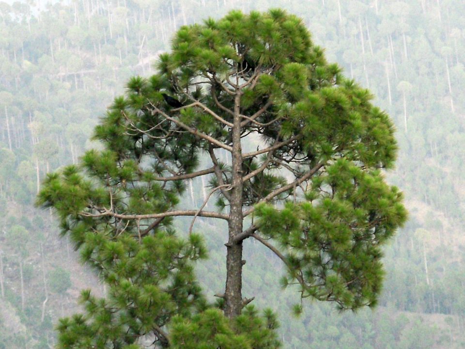 The Use of Trees in Landscape Art