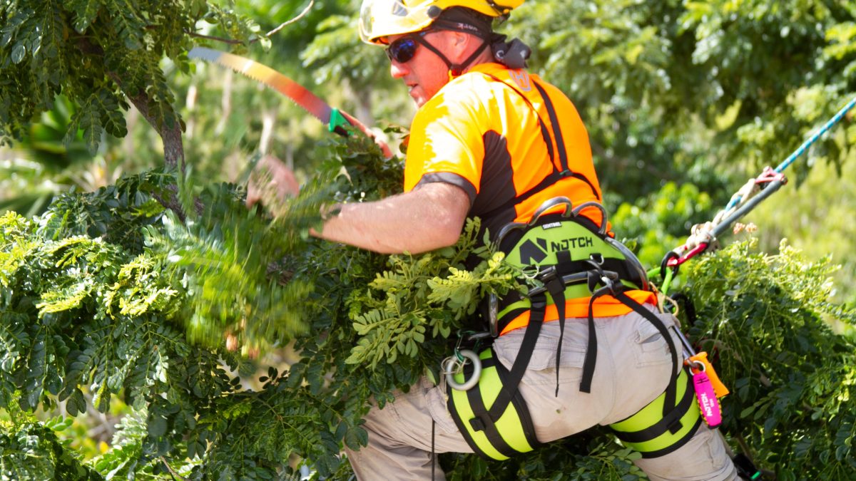 The Benefits of Proper Tree Pruning