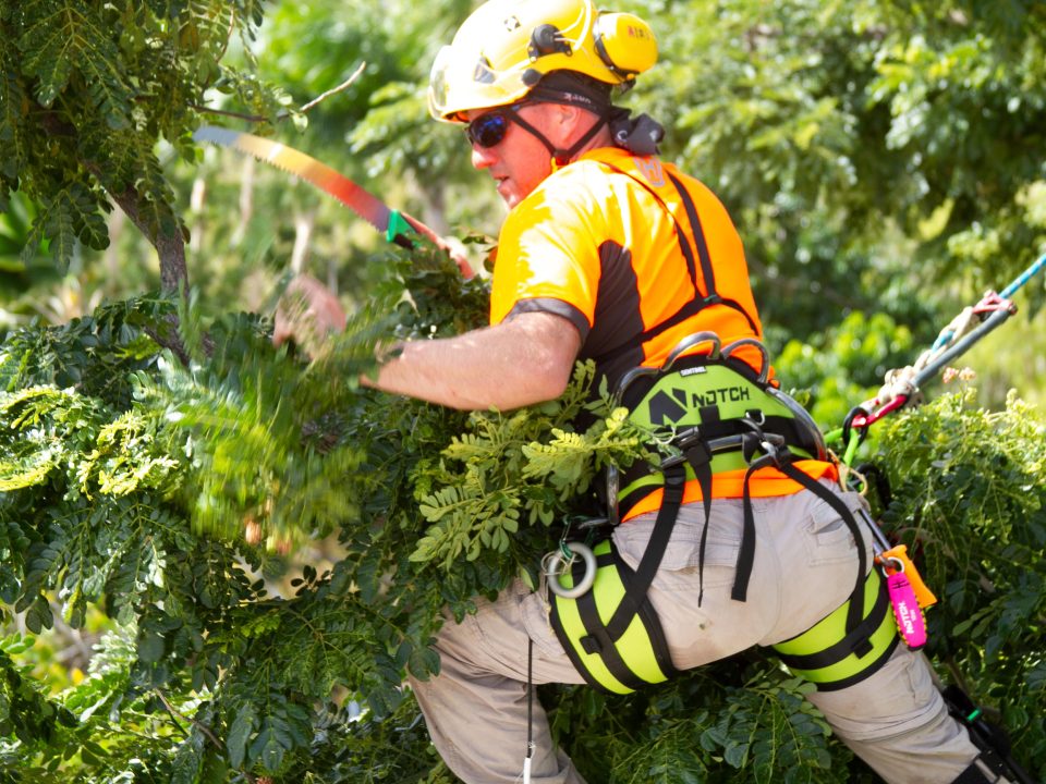 The Benefits of Proper Tree Pruning