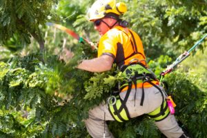 The Benefits of Proper Tree Pruning