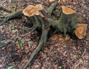 Stump Removal and Its Impact on Soil Health