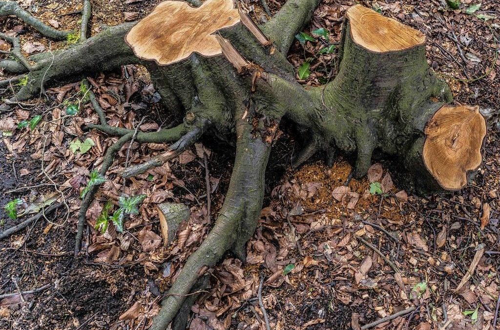 Stump Removal and Its Impact on Soil Health