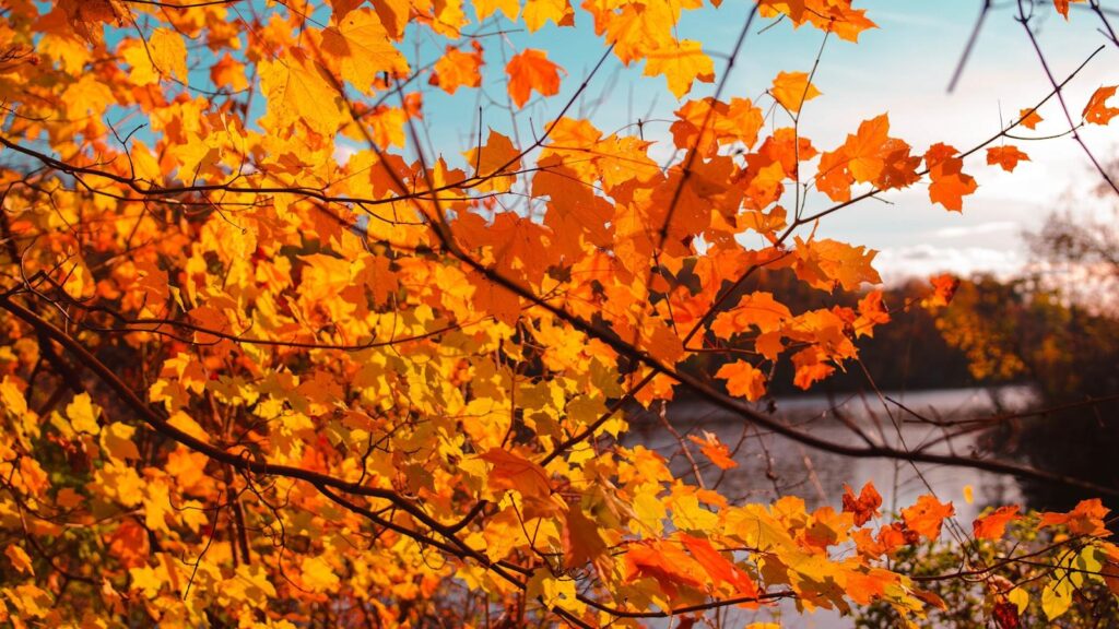 Tree Removal for Disease Control
