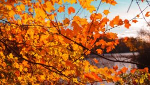 Tree Removal for Disease Control