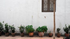 Tree Council Permits: Balancing Urban Planning and Nature