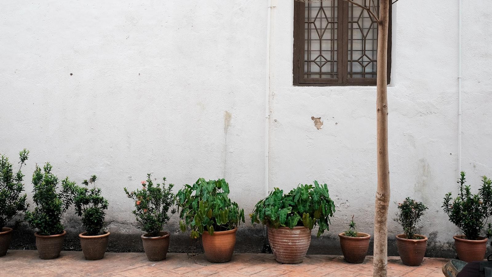 Tree Council Permits: Balancing Urban Planning and Nature