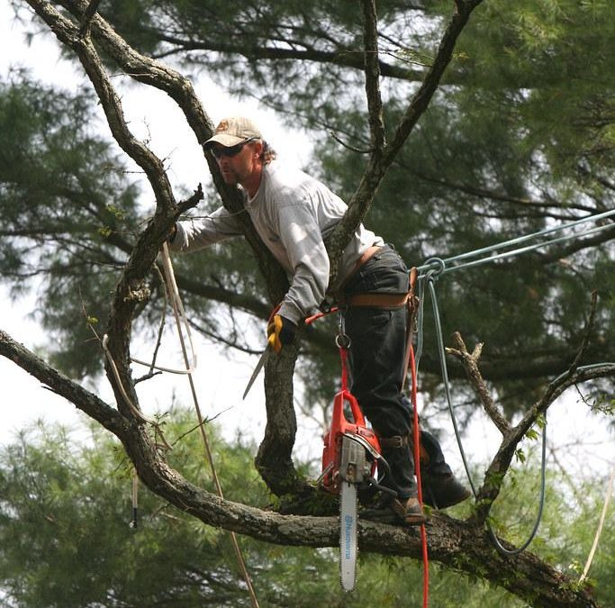 The Significance of Arborist Reports in Urban Tree Care