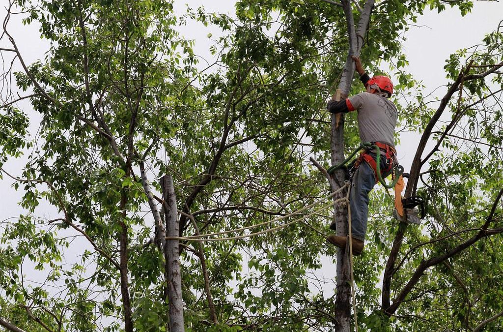 Arborist Reports: When and Why You Need Them