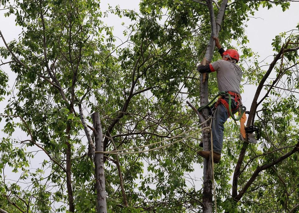 Arborist Reports: When and Why You Need Them