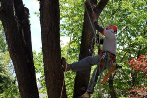 Utilizing Arborist Reports for Tree Risk Assessment