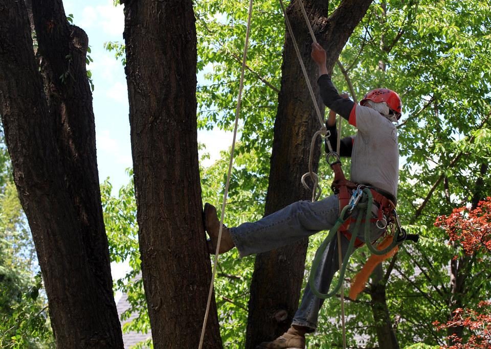 Utilizing Arborist Reports for Tree Risk Assessment