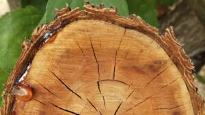 How Stump Removal Enhances Your Landscape