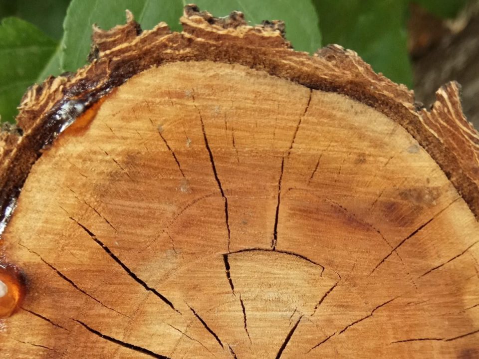 How Stump Removal Enhances Your Landscape