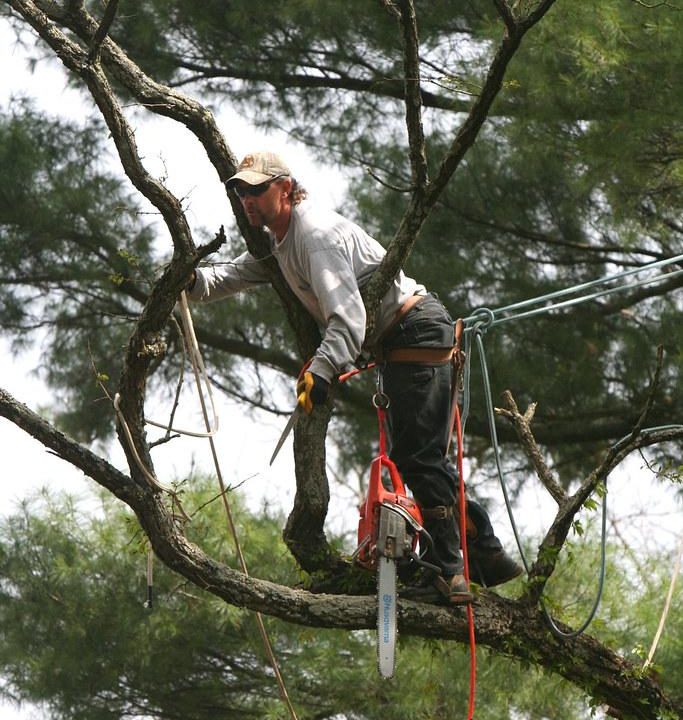 Arborist Reports: Understanding Tree Valuation