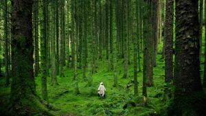 Trees in Environmental Education