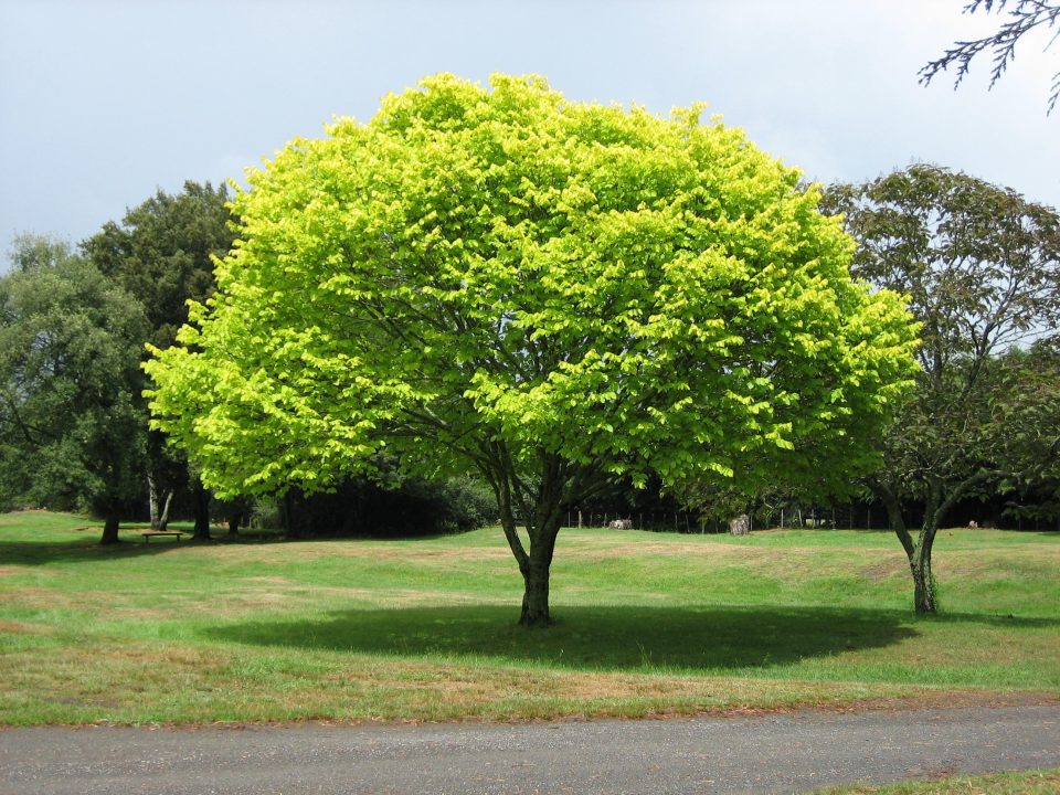 The Use of Trees in Healing and Rehabilitation