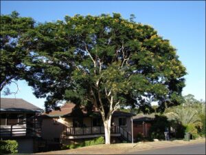 Tree Removal Techniques and Equipment