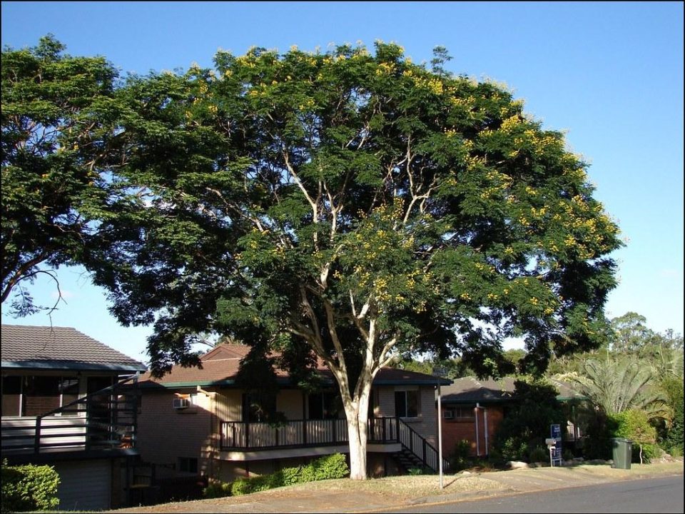 Tree Removal Techniques and Equipment