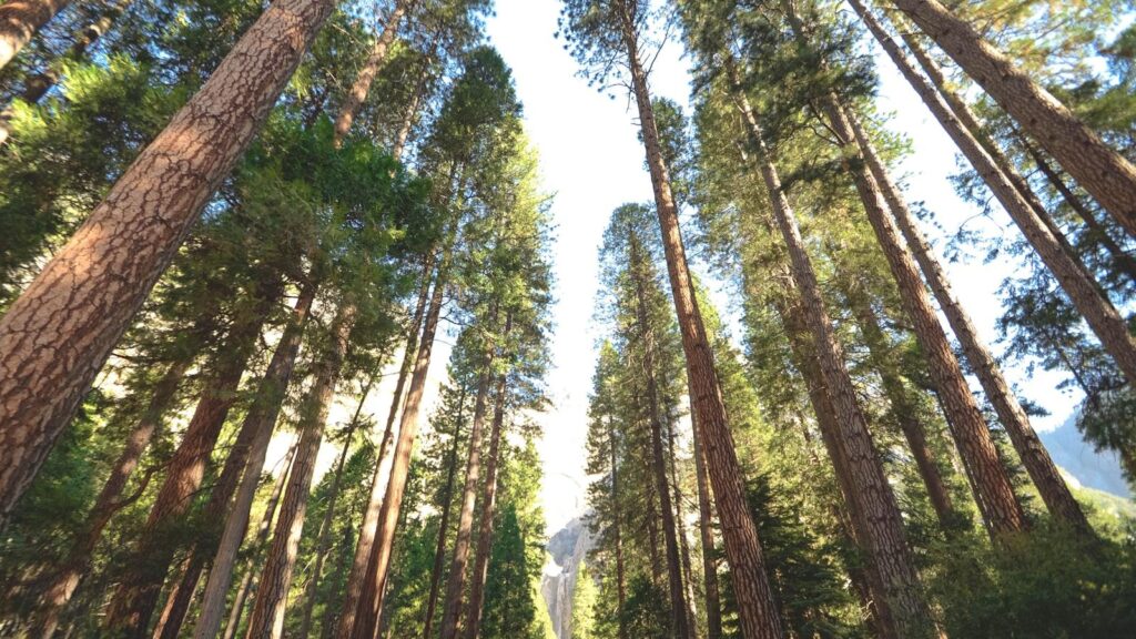 Trees as Natural Climate Regulators