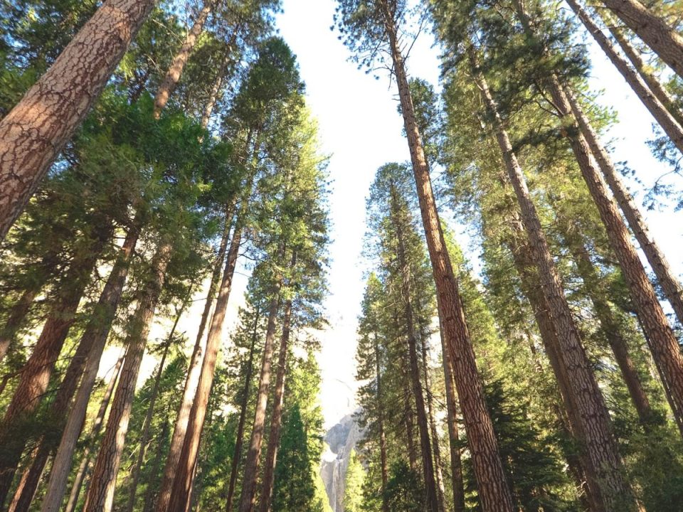 Trees as Natural Climate Regulators
