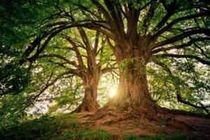 Trees and Their Impact on Local Ecosystems